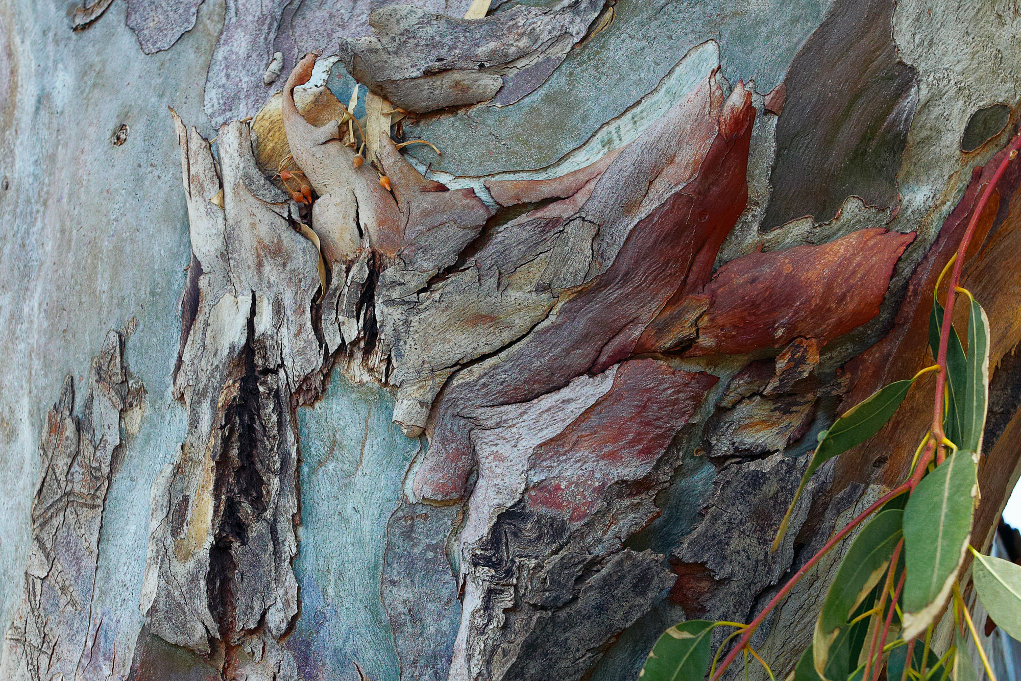 Bark of the eucalyptus tree, Rhodes